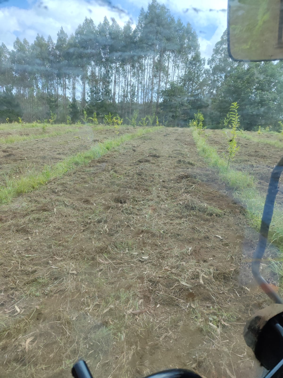 Limpiezas Forestales en Carballo